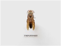 藏品(雙金環虎頭蜂)的圖片